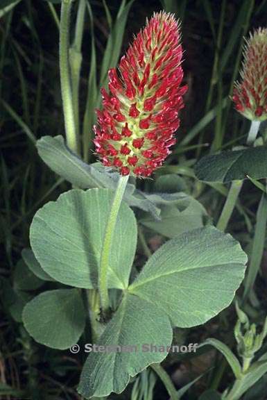 trifolium incarnatum 1 graphic